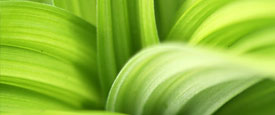 michael stone - green:deep, wide, and high