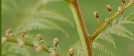 Ecological Design Intelligence