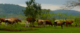 Michael Ableman - Farming's Central Role in Alleviating Poverty