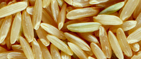 Tom Starrs - Fossil Food