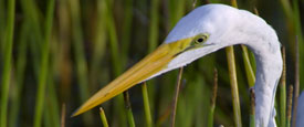 The Art of a Watershed: "Tenderness of Cranes"