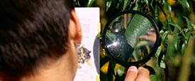 Lisa Bennett - The School Garden Debate: To Weep or Reap?