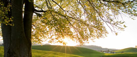 center for ecoliteracy - ecological principles