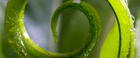 Ecological Literacy: Educating Our Children for a Sustainable World Book