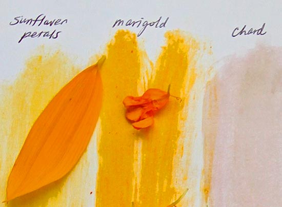 July seminar - pigment detail
