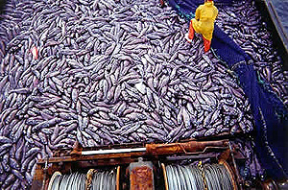 People Overfishing