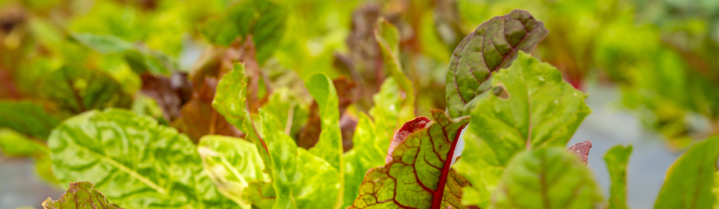 chard in field
