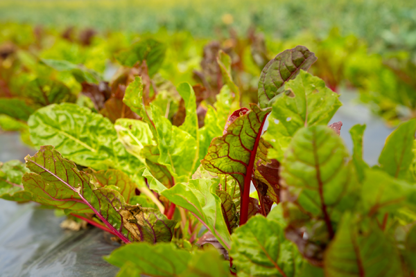 chard growing in pajaro valley