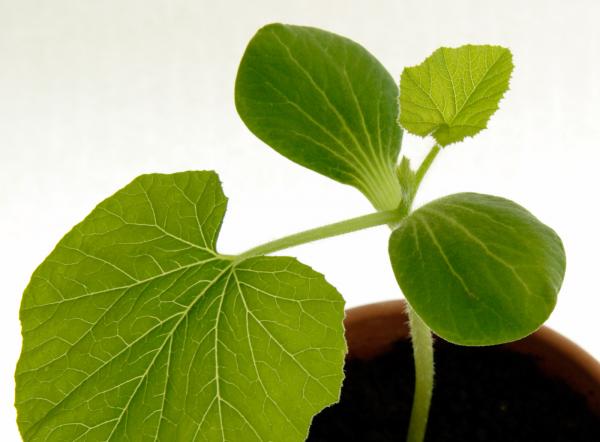 Make a mini greenhouse from a cd case