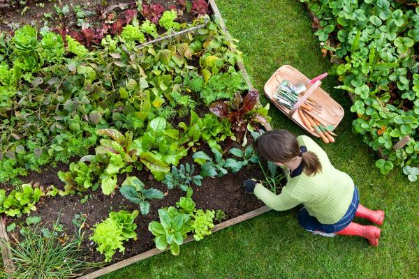 Nourish Companion Guides