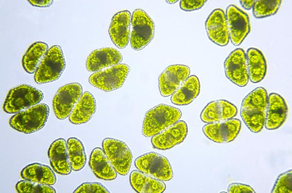 Algae Bloom and Bust Experiment