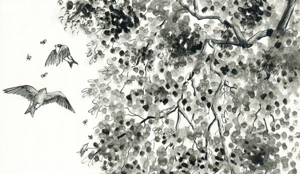 Oak Woodland Learning Activities