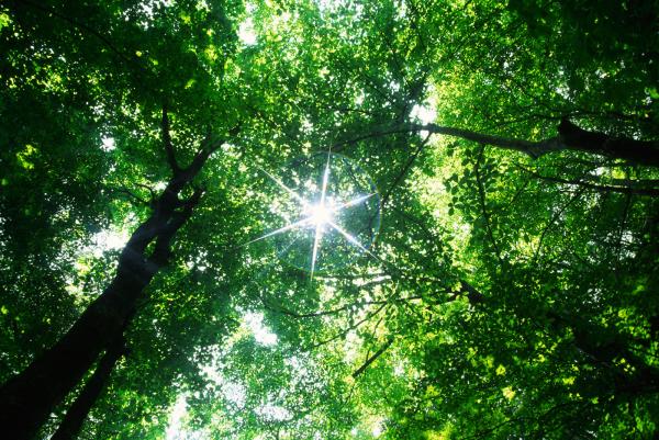 Forging The Justice Path Ecoliteracy