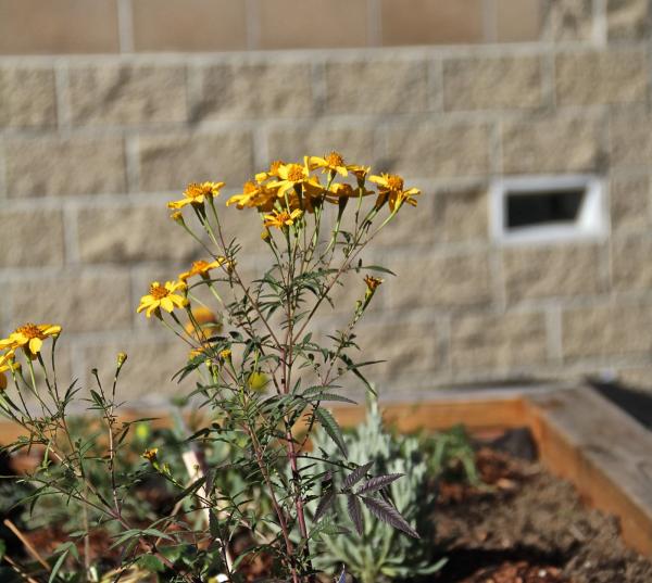 A Garden Grows in Juvenile Hall