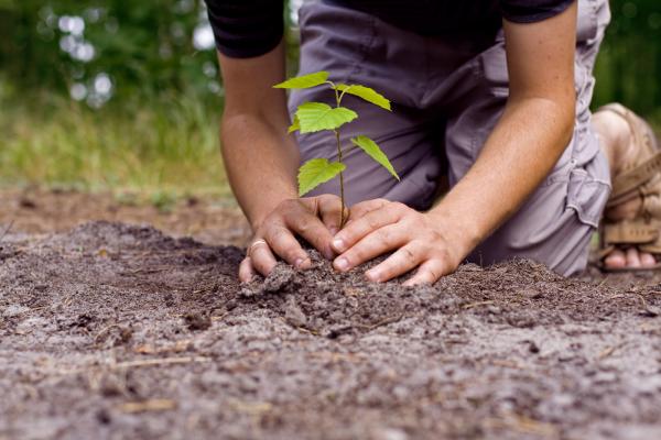 Getting Started with School Gardens