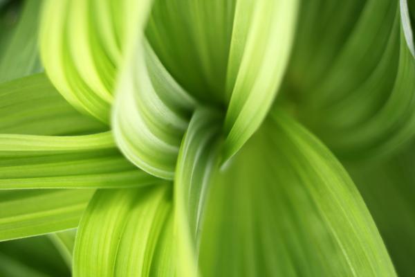 Green: High, Wide, and Deep