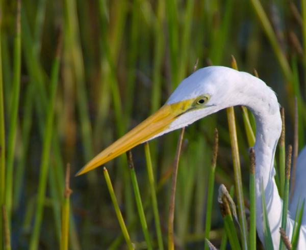 Nature-based Poetry, Art and Education