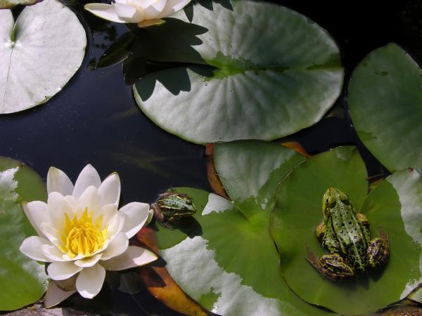 Immersion in the Natural World