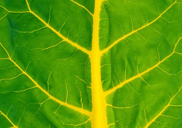 The importance of nutrition education and why it is key for educational success