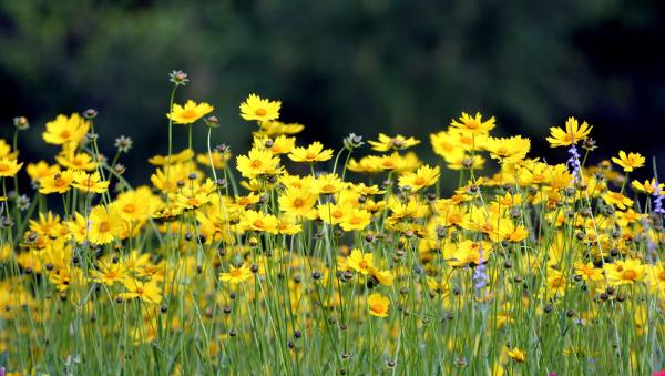 The Many Wonders of Plants