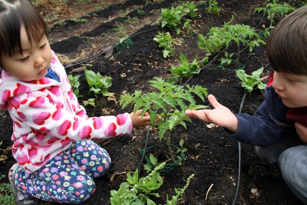 The School Garden Debate: To Weep or Reap?