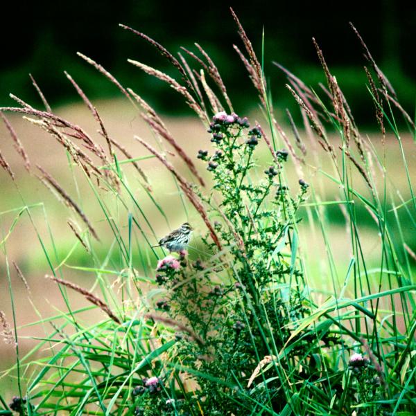 Why Mother Nature should be teaching your child's health class