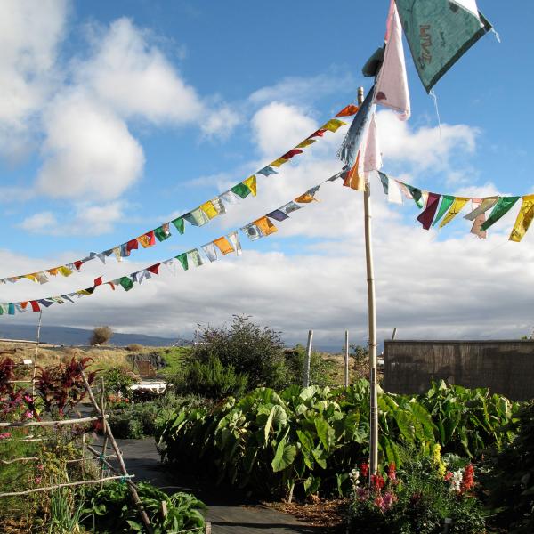 Supporting the growing school garden movement in Hawai’i