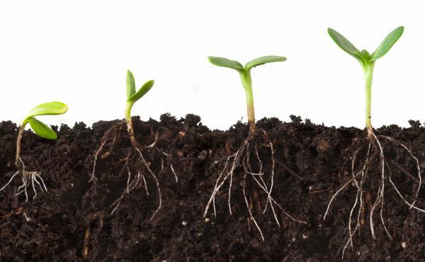 What Is Education for Sustainable Living?