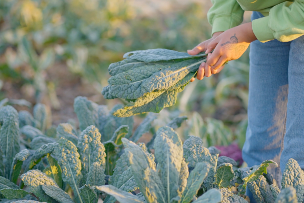 woman harvest kale