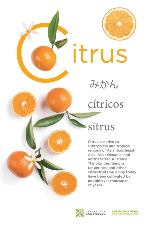 citrus poster