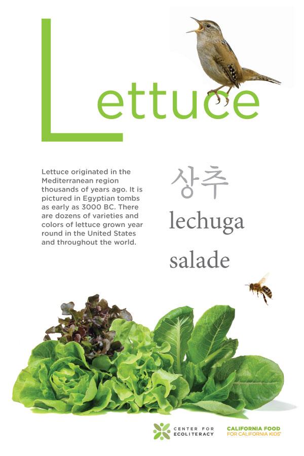 lettuce poster