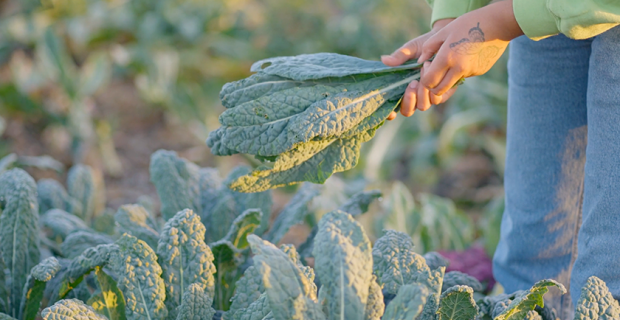 woman harvests kale