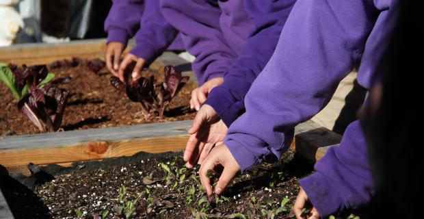 The Garden Brings Us to a Peaceful Place