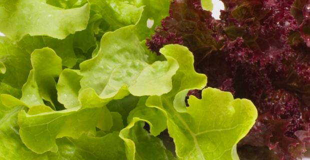 Celebrating California Food for California Kids 