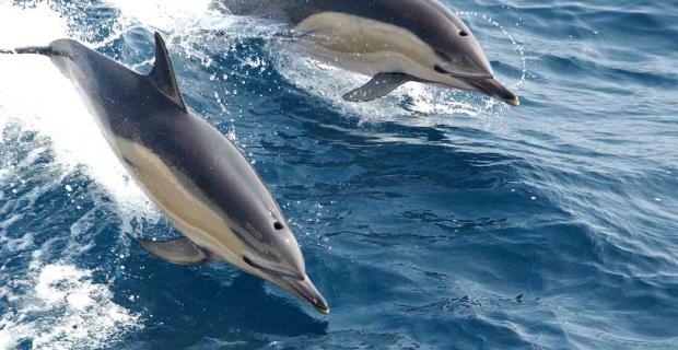 On Dolphins, Young People, And Unintended Consequences: A Conversation With Biol