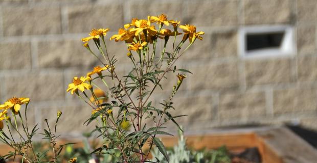 A Garden Grows in Juvenile Hall