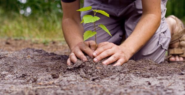 Getting Started with School Gardens