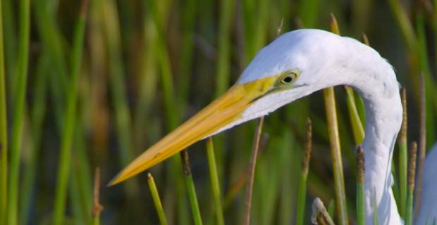 Nature-based Poetry, Art and Education