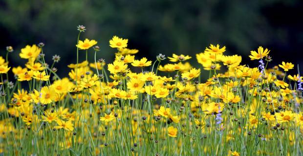 The Many Wonders of Plants