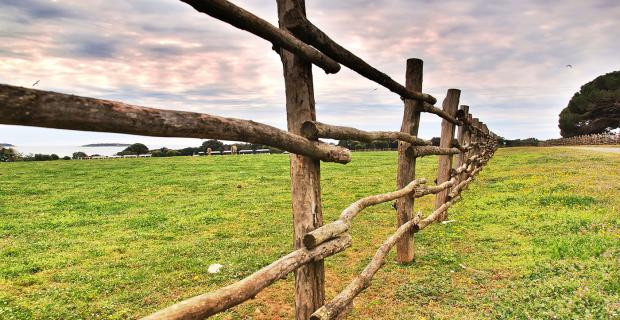 Reforming Farming to Fight Climate Change: An Interview with Michael Pollan