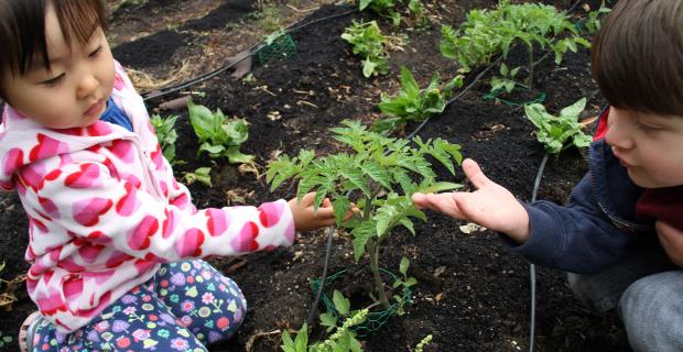 The School Garden Debate: To Weep or Reap?