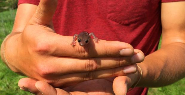 From a Fourth-grader's Question to 500 Habitat Restorations