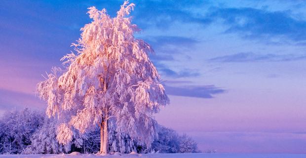 Tackling Global Problems with Local Solutions